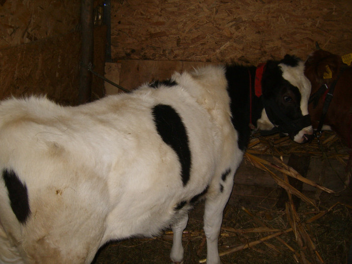 Picture 116 - bovine