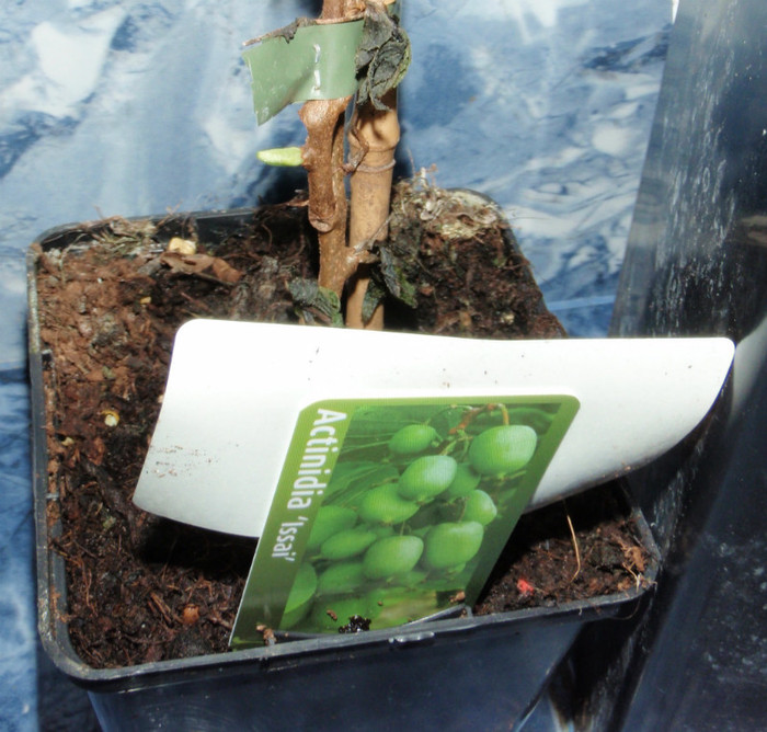 kiwi Issai muguras - Plante Comestibile
