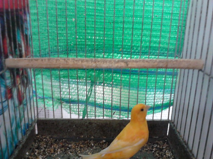 Mascul orange - Canari