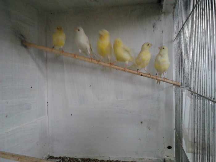 In dreapta primii 2 pui; Voliera cu pui si femele
