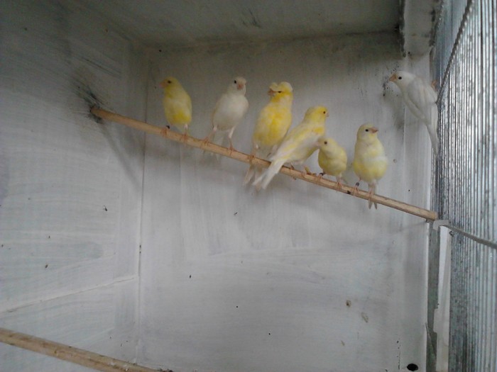 Voliera cu pui si femele; Doar pe galben si alb
