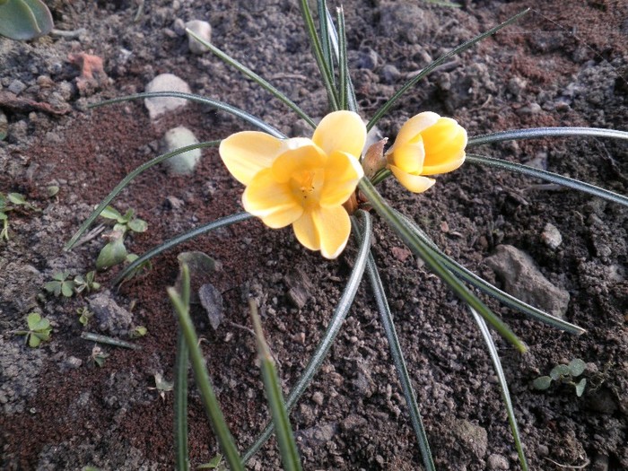 crocus - PRINTEMPS2012