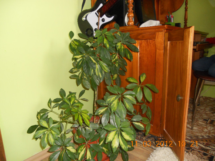 sefflera