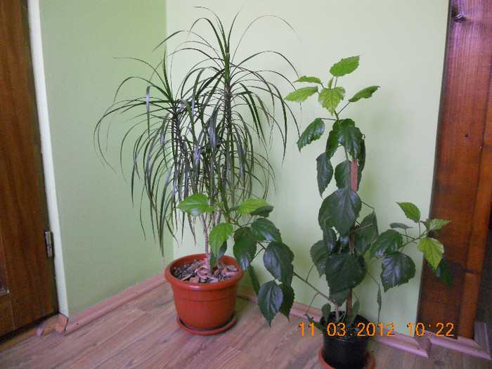 dracaena - FLORILE MELE 2012