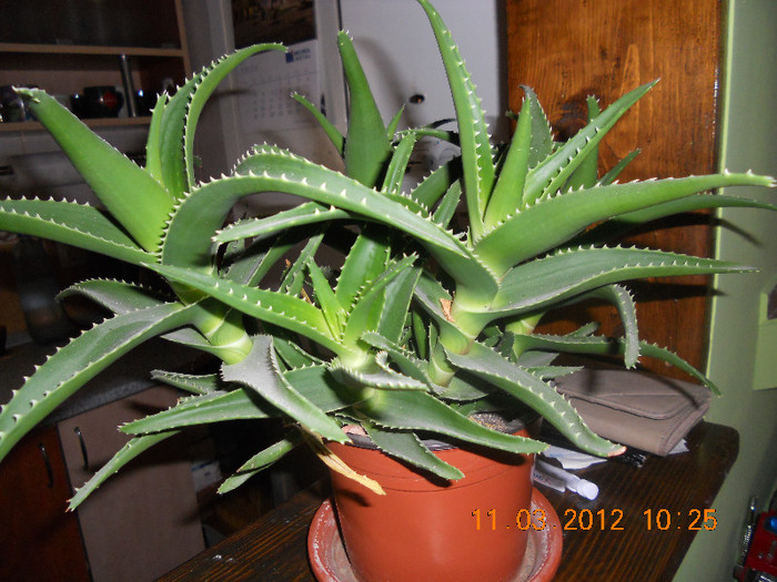 aloe