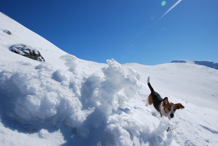 DSC_0182 - CATEUL BEAGLE PE MUNTE