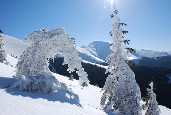 DSC_0092 - CATEUL BEAGLE PE MUNTE