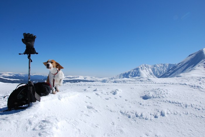 DSC_0142 - CATEUL BEAGLE PE MUNTE