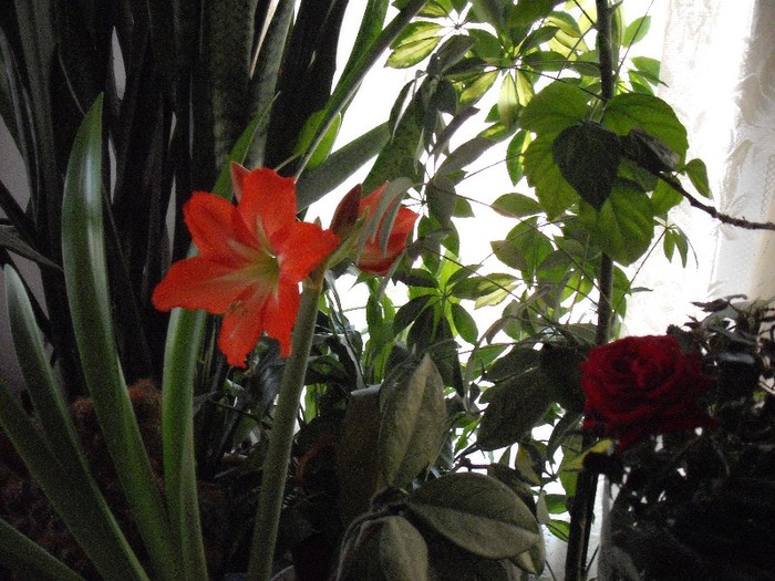 DSCF5747 - Amaryllis 2012