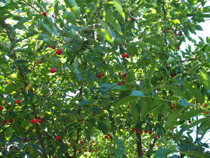 DSCF4954 - Vara 2011