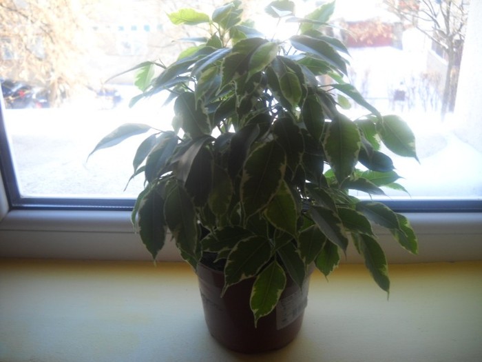 DSCN2417 - 1 flori 2012