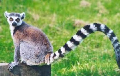 descărcare - lemur
