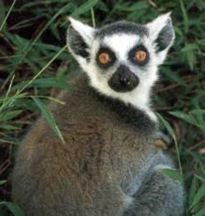 descărcare (2) - lemur