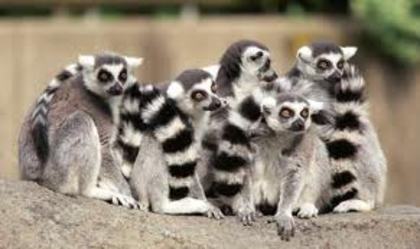 descărcare (4) - lemur