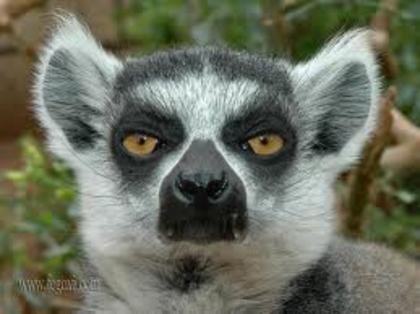 descărcare (5) - lemur