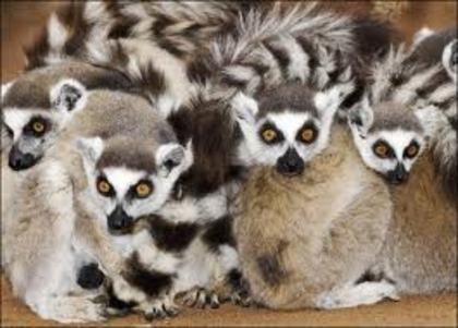 descărcare (6) - lemur