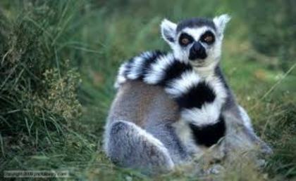 images - lemur