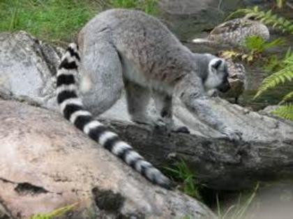 images (1) - lemur