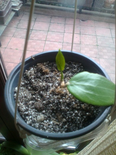macrophilla - 0 colectie hoya 2013