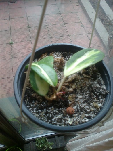 parasitica variegata