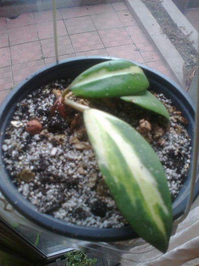 parasitica variegata