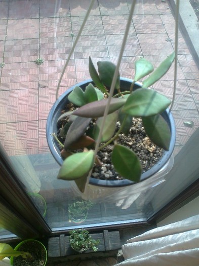 DS70 green leaf - 0 colectie hoya 2013