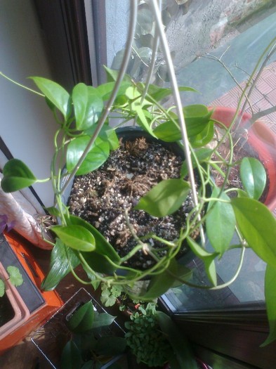 vanatuensis - 0 colectie hoya 2013