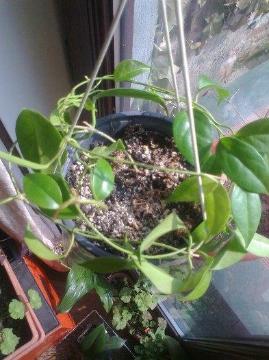 vanatuensis - 0 colectie hoya 2013