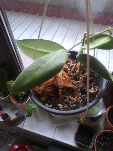 calycina - 0 colectie hoya 2013