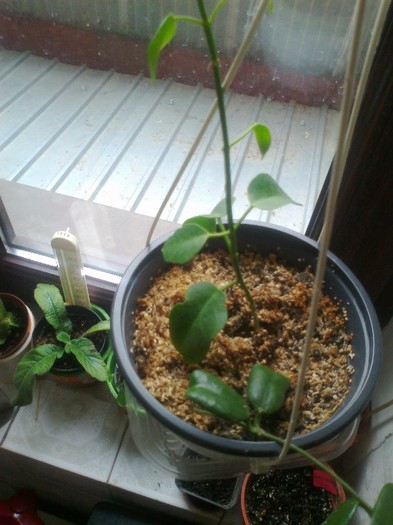 ariadna rotundifolia - 0 colectie hoya 2013