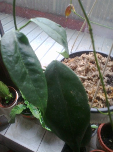 leucorhoda - 0 colectie hoya 2013