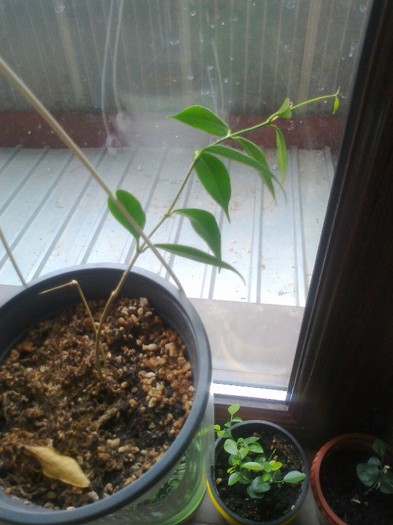 odorata cembra - 0 colectie hoya 2013