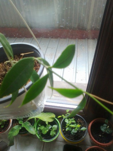 odorata cembra - 0 colectie hoya 2013