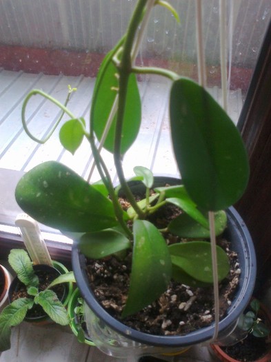 diversifolia - 0 colectie hoya 2013