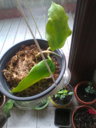 anulata - 0 colectie hoya 2013