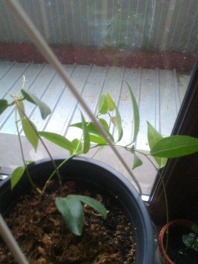 patella denisii - 0 colectie hoya 2013