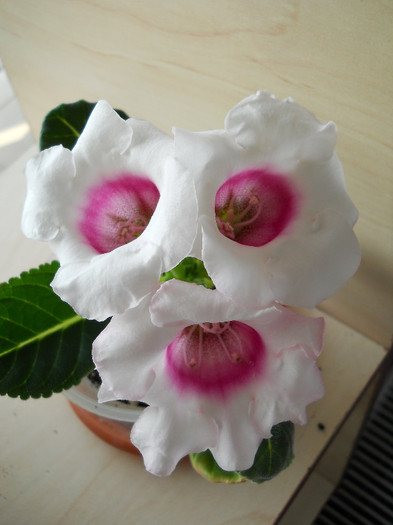 DSCN7534 - gloxinia 2012