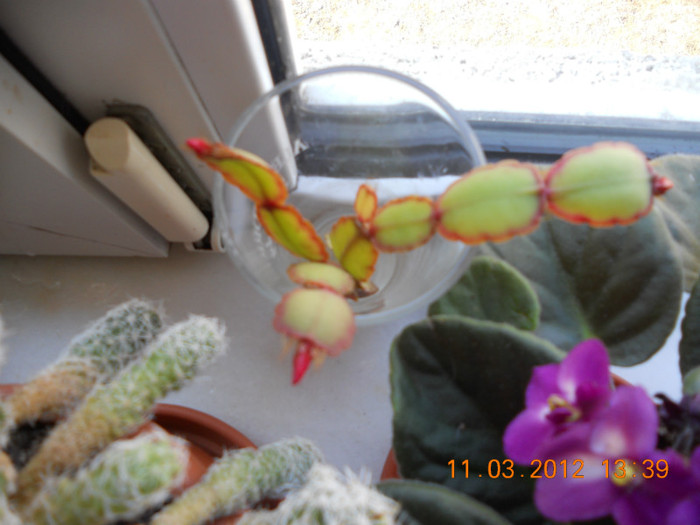 Pus la inmultit si fac boboci! - Schlumbergera 2011-2012