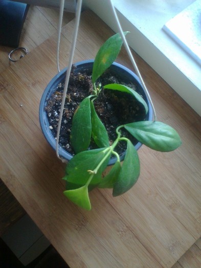 obscura longipedunculata - hoya 2012