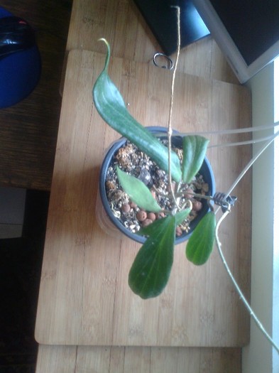 erithrostemma benguetensis - hoya 2012
