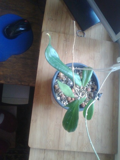 erithrostemma benguetensis