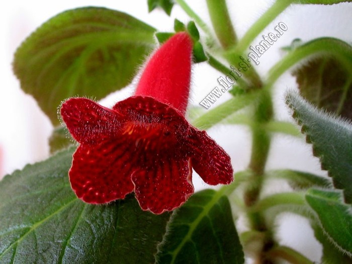 NEW - Kohleria Skogsbrand - KOHLERIA I