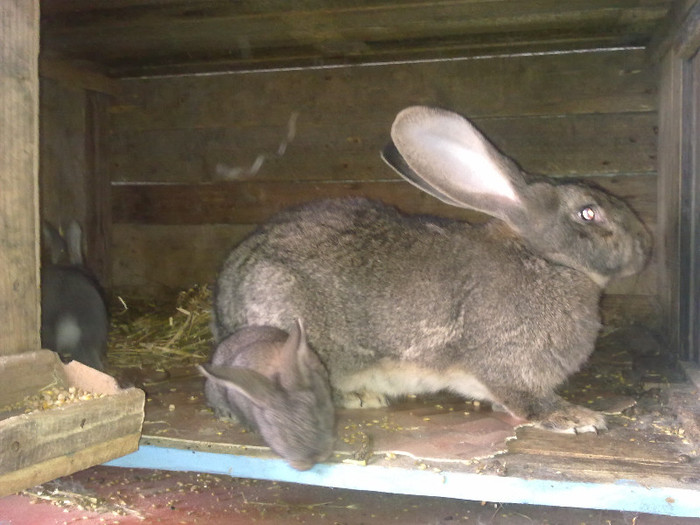 fatati pe data de 15 Februarie 2012