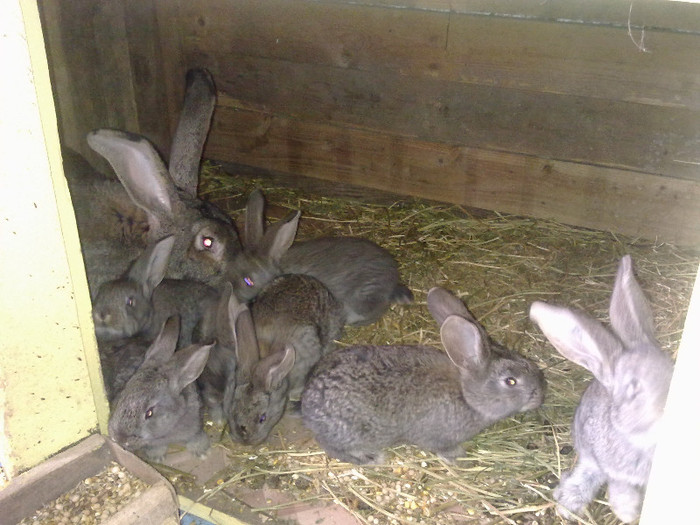 Femela 2 cu 7 puisori