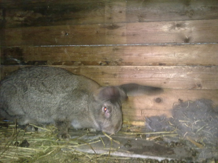 fatati pe data de 29 Februaire 2012