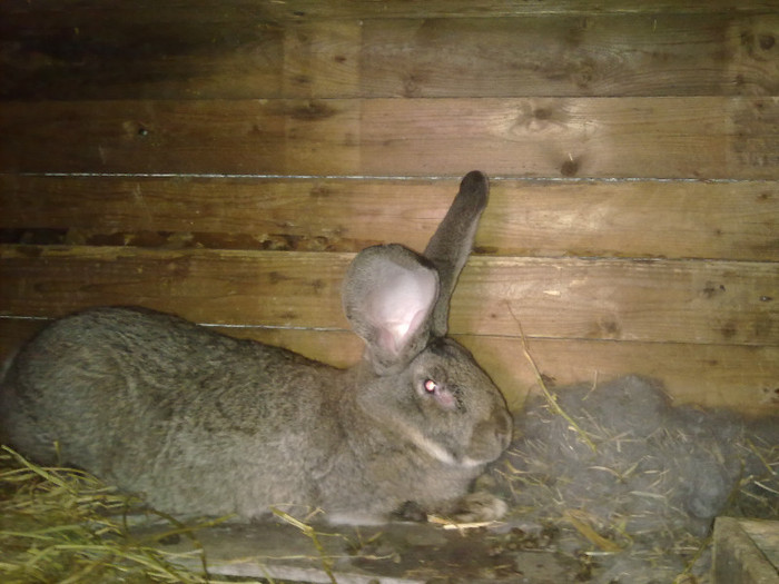 Femela 3 cu 6 puisori