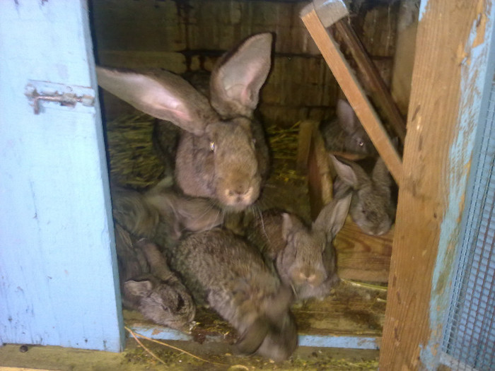 Femela 4 cu 8 puisori