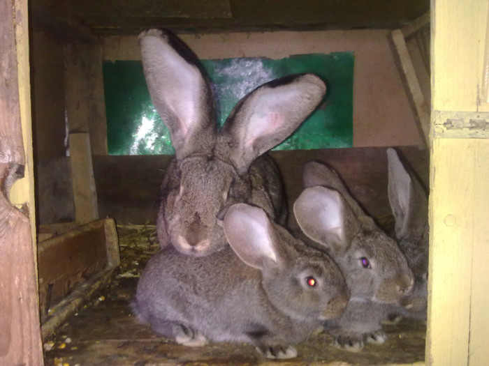 fatati pe data de 27 Ianuarie 2012 - Femele cu pui 2012