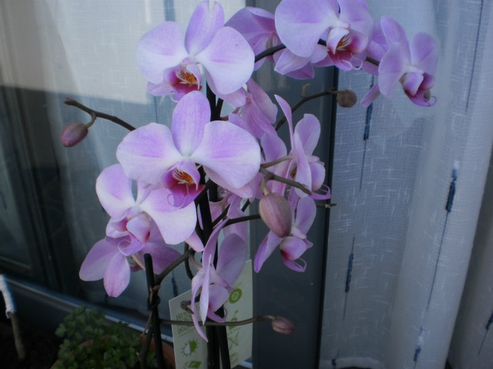 P3010546 - orhidee