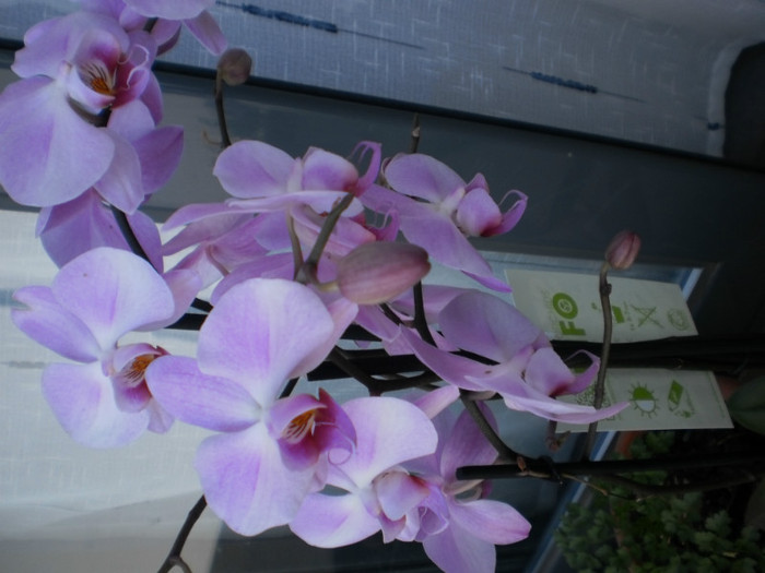 P3010547 - orhidee